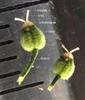  Fruits